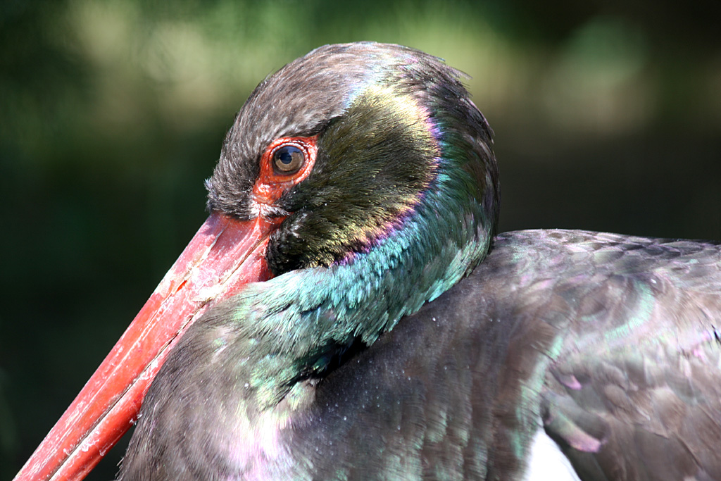 Black Stork, Pont de Gau, 01/08/2011