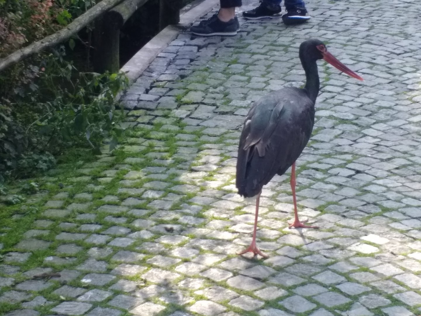 Black stork, the shy forest phantom