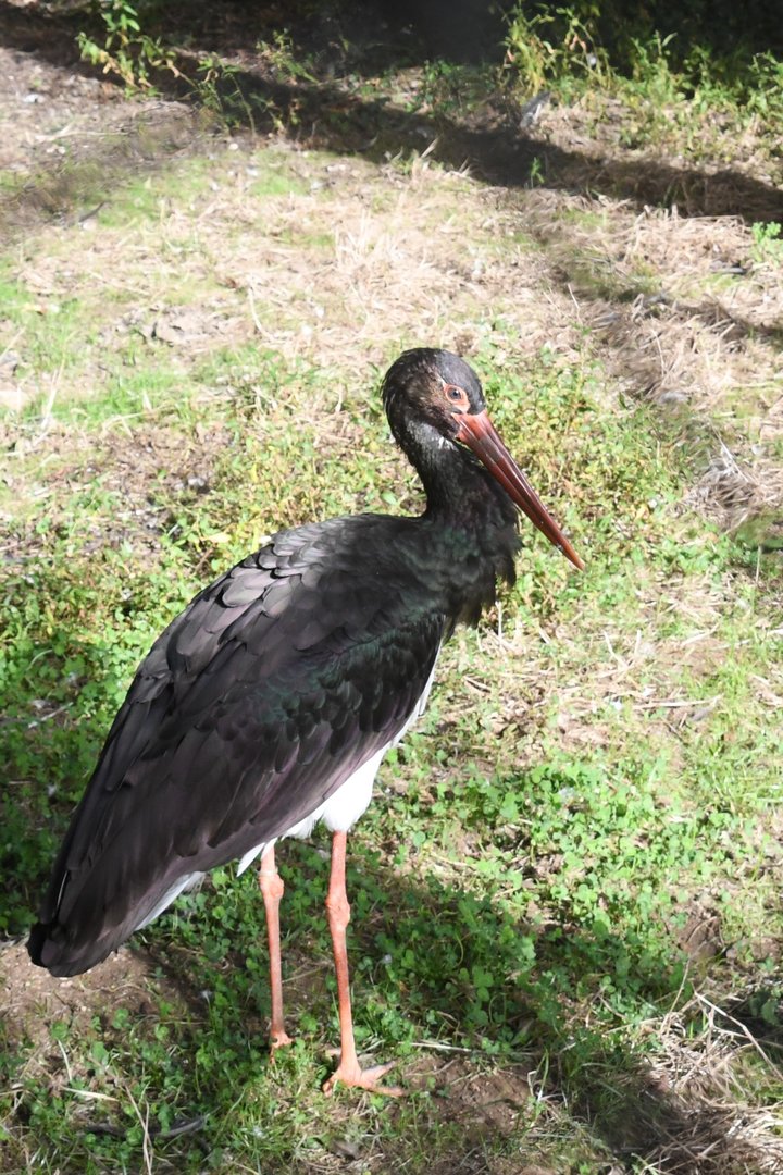Black Stork (Zoo Lourosa)