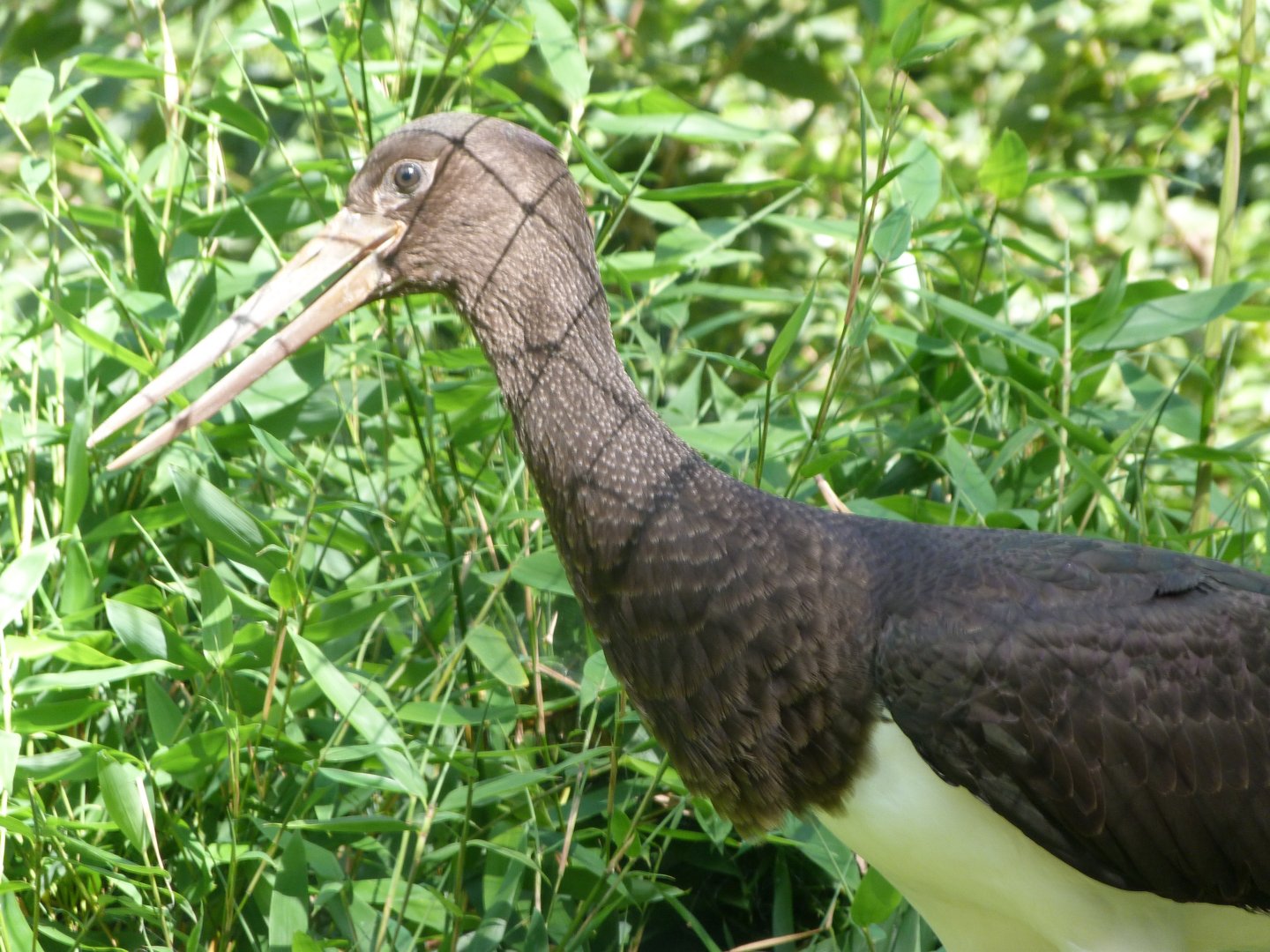 Black stork -Zoo Plzeň (2025)