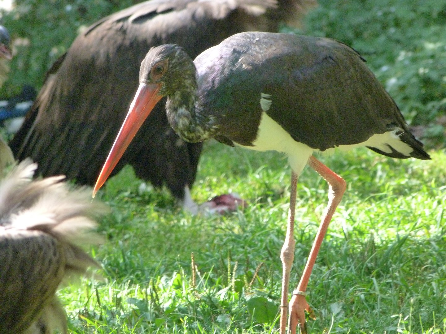 Black stork -Zoo Praha (2025)