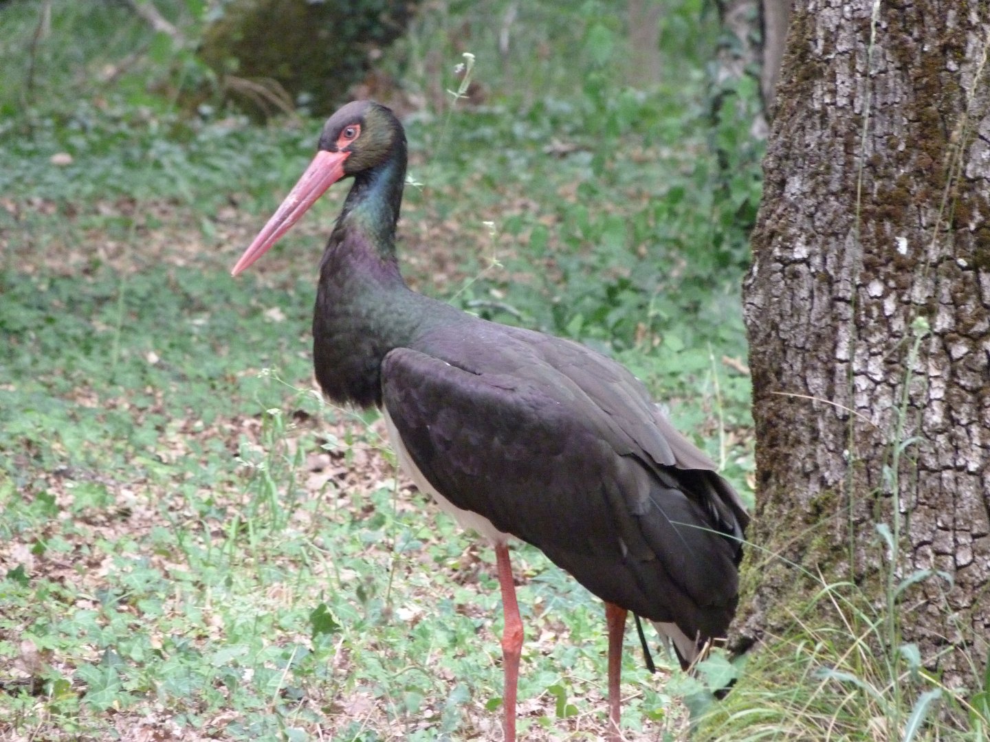 Black stork -Zoodyssée (2025)