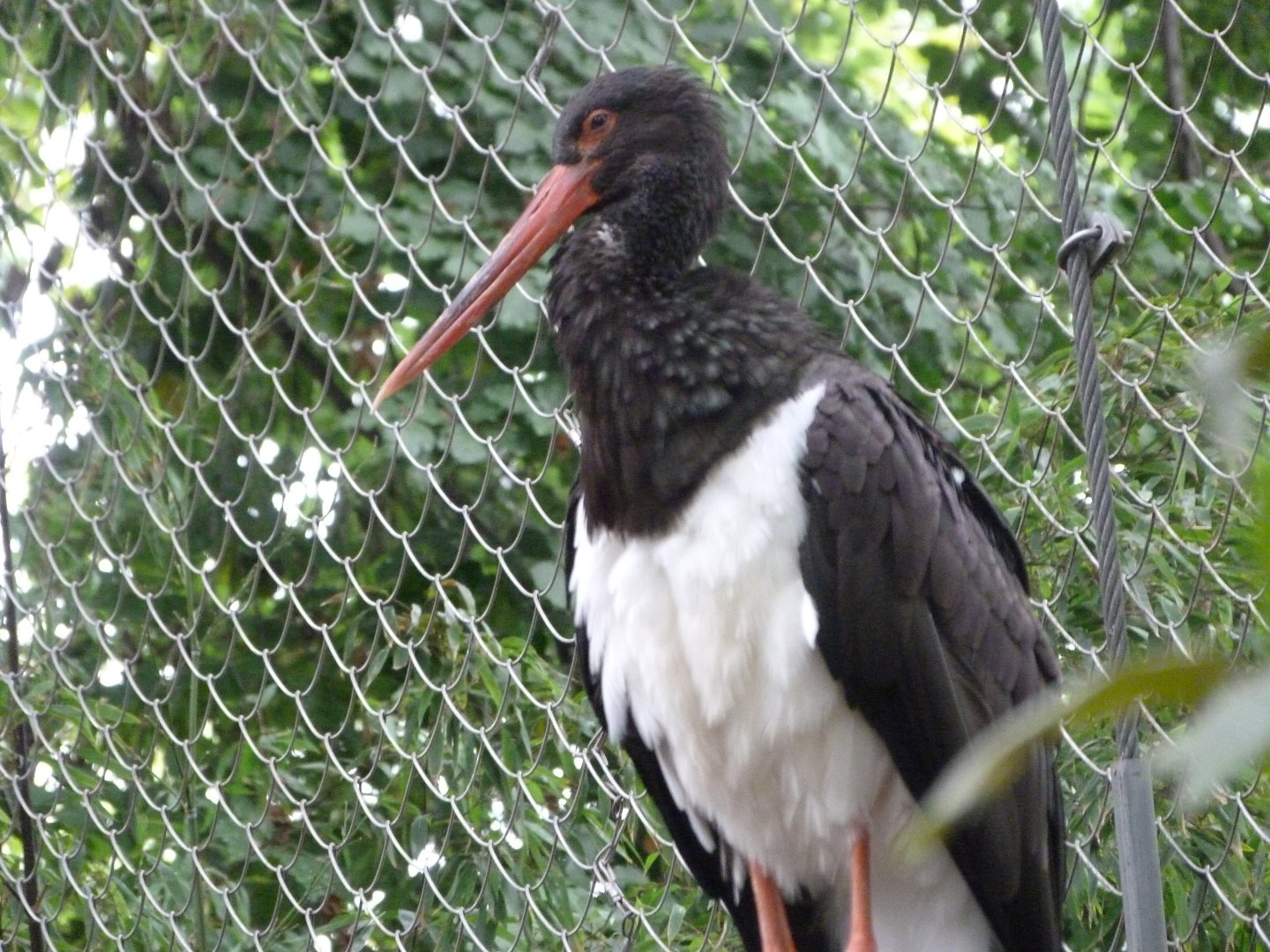 Black stork -Zoologischer Garten Berlin (2024)