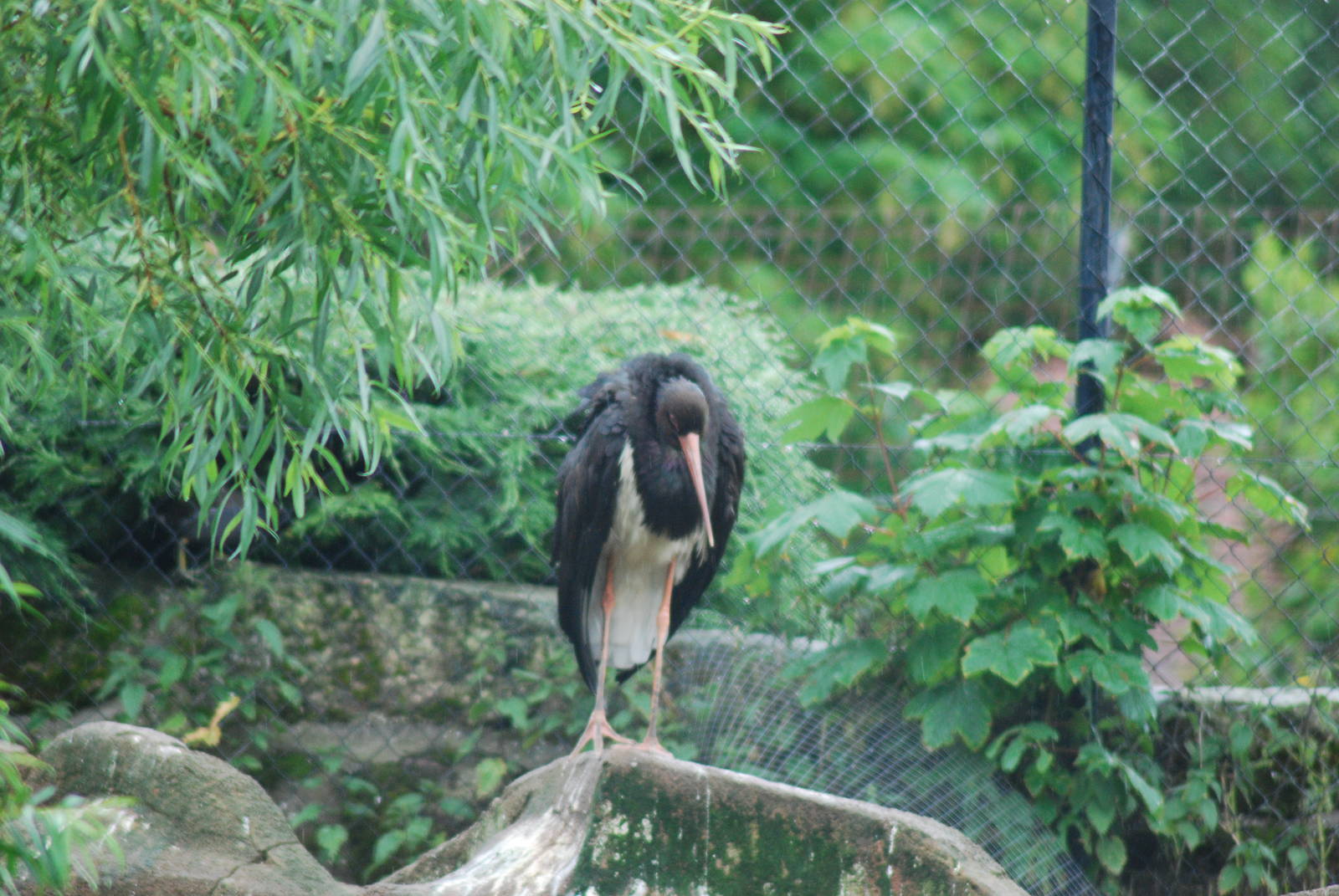 BLACK STORK