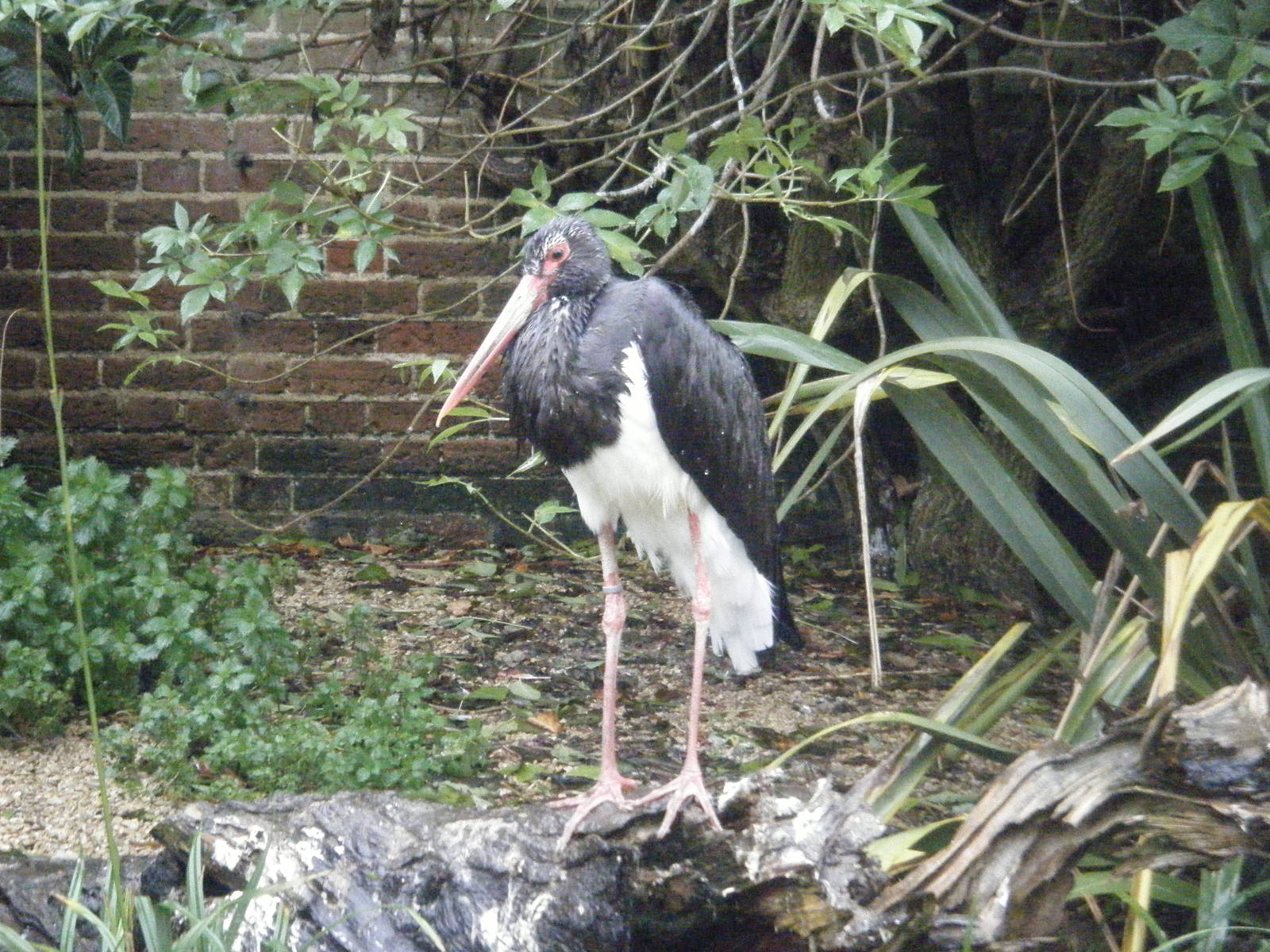 Black Stork
