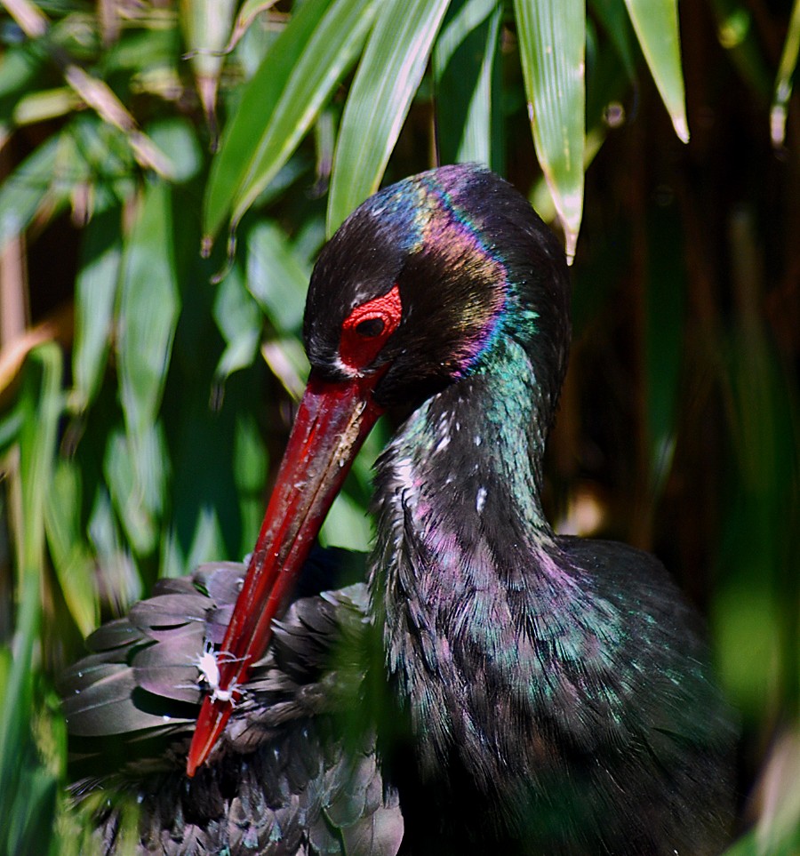 Black Stork