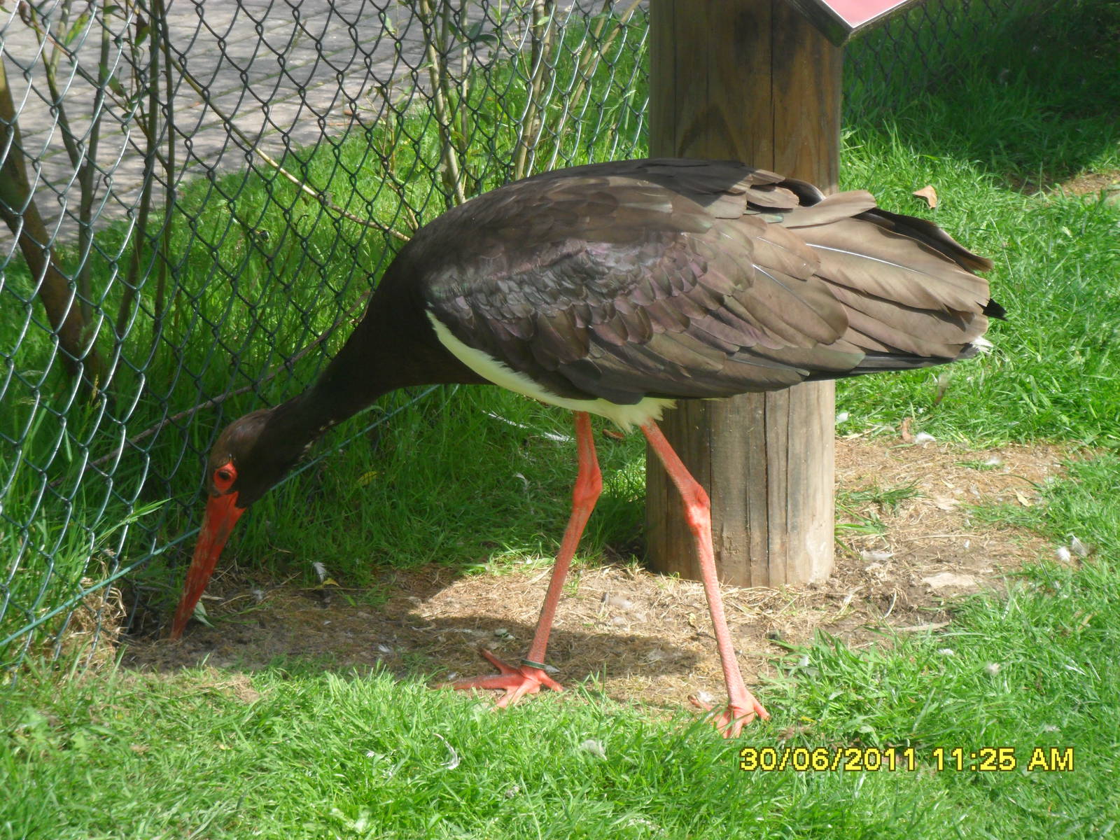 Black Stork