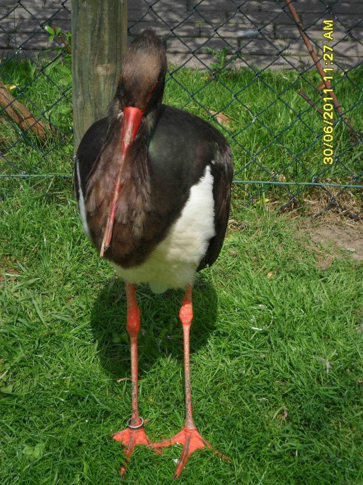 Black Stork