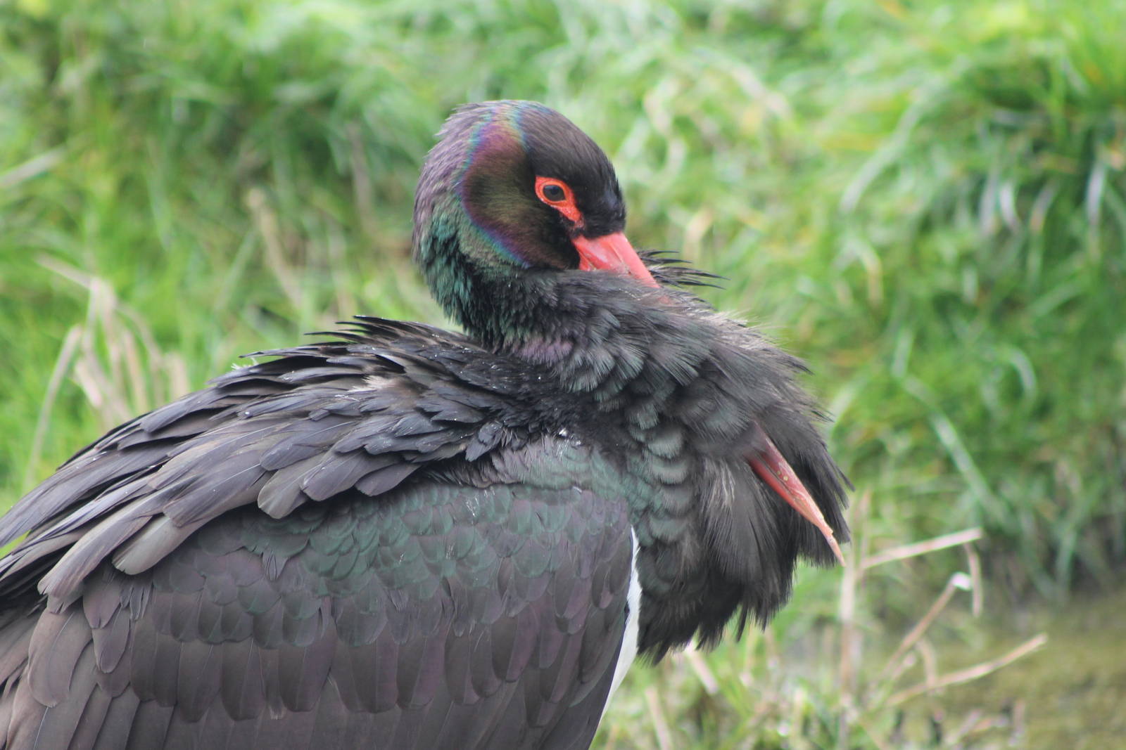 black stork
