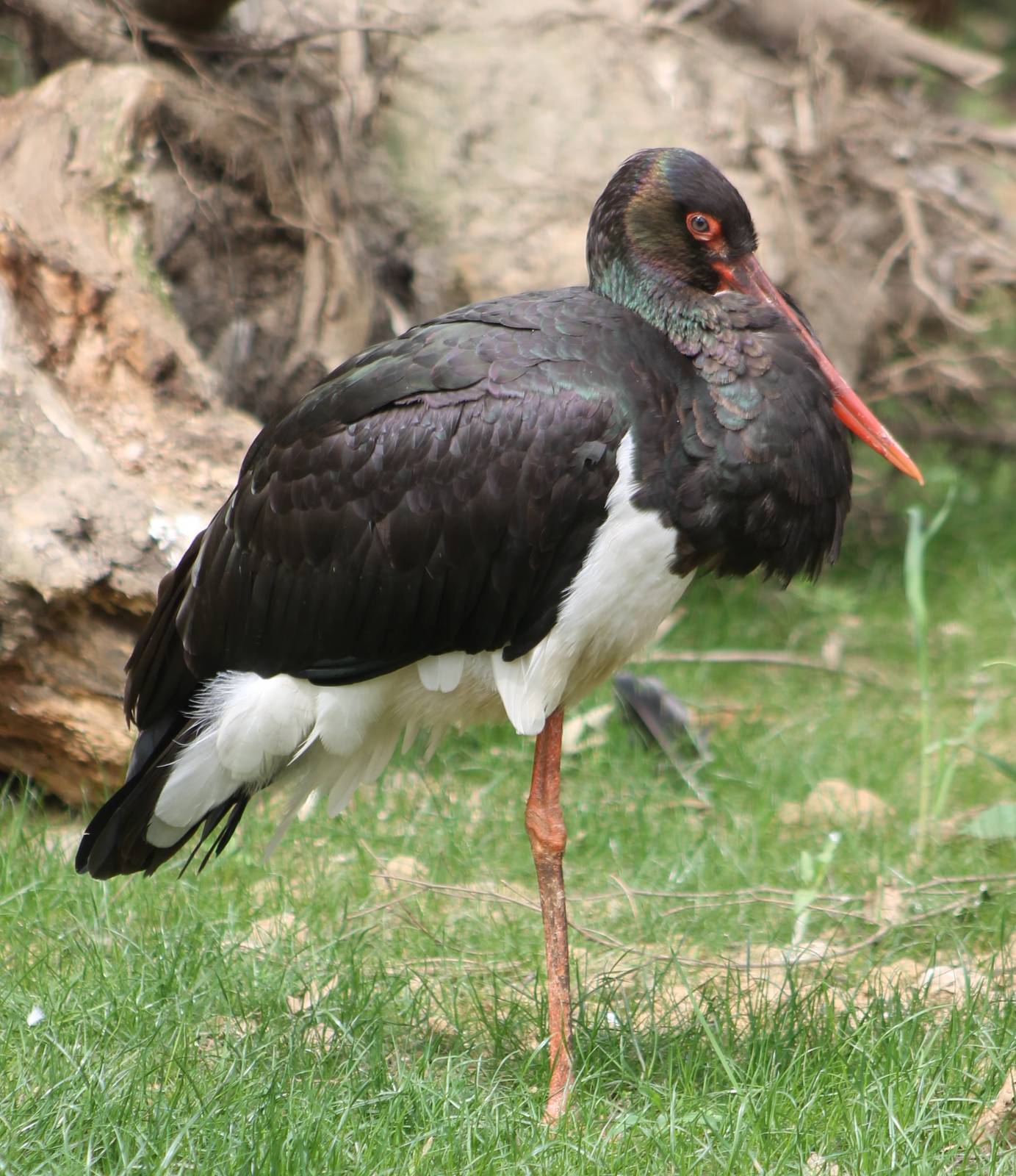 Black stork