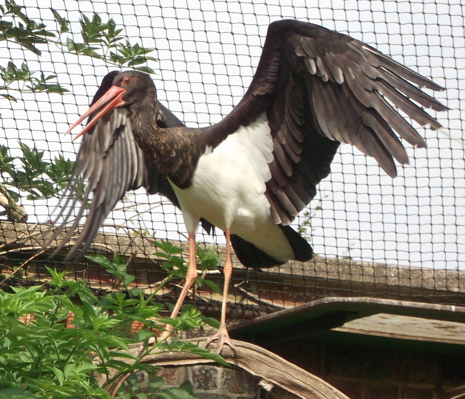 Black Stork