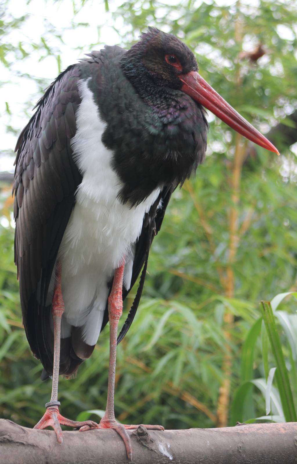 Black stork