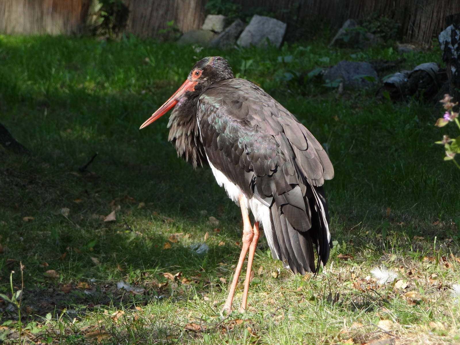 Black Stork