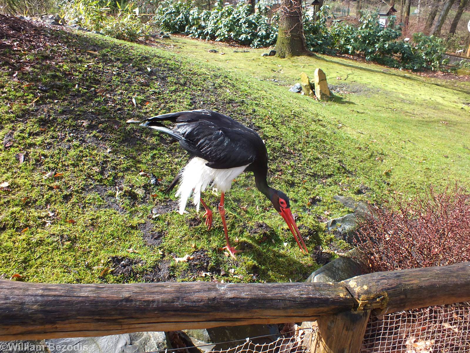 Black Stork