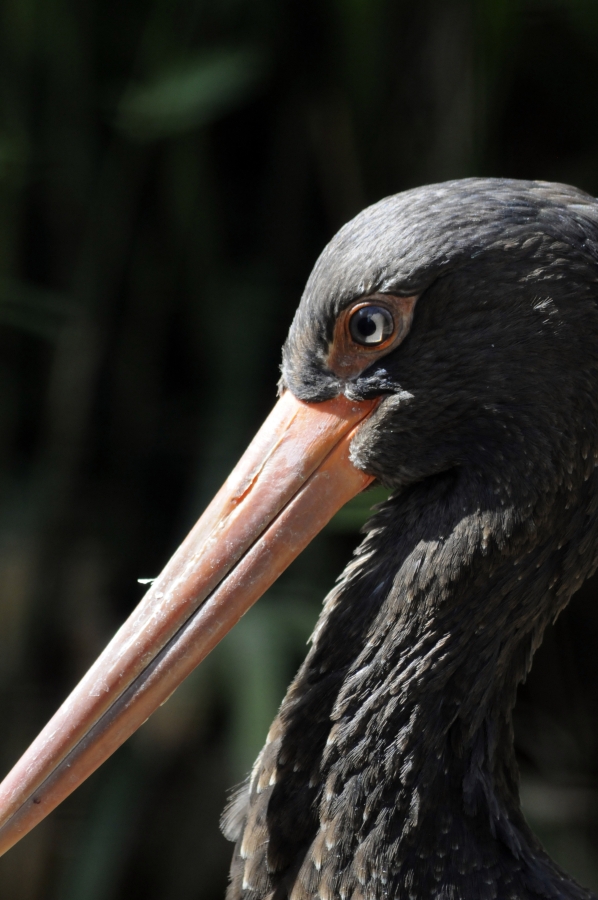 Black Stork