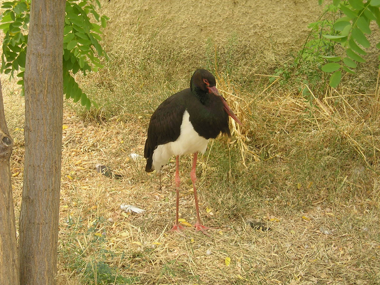 Black stork