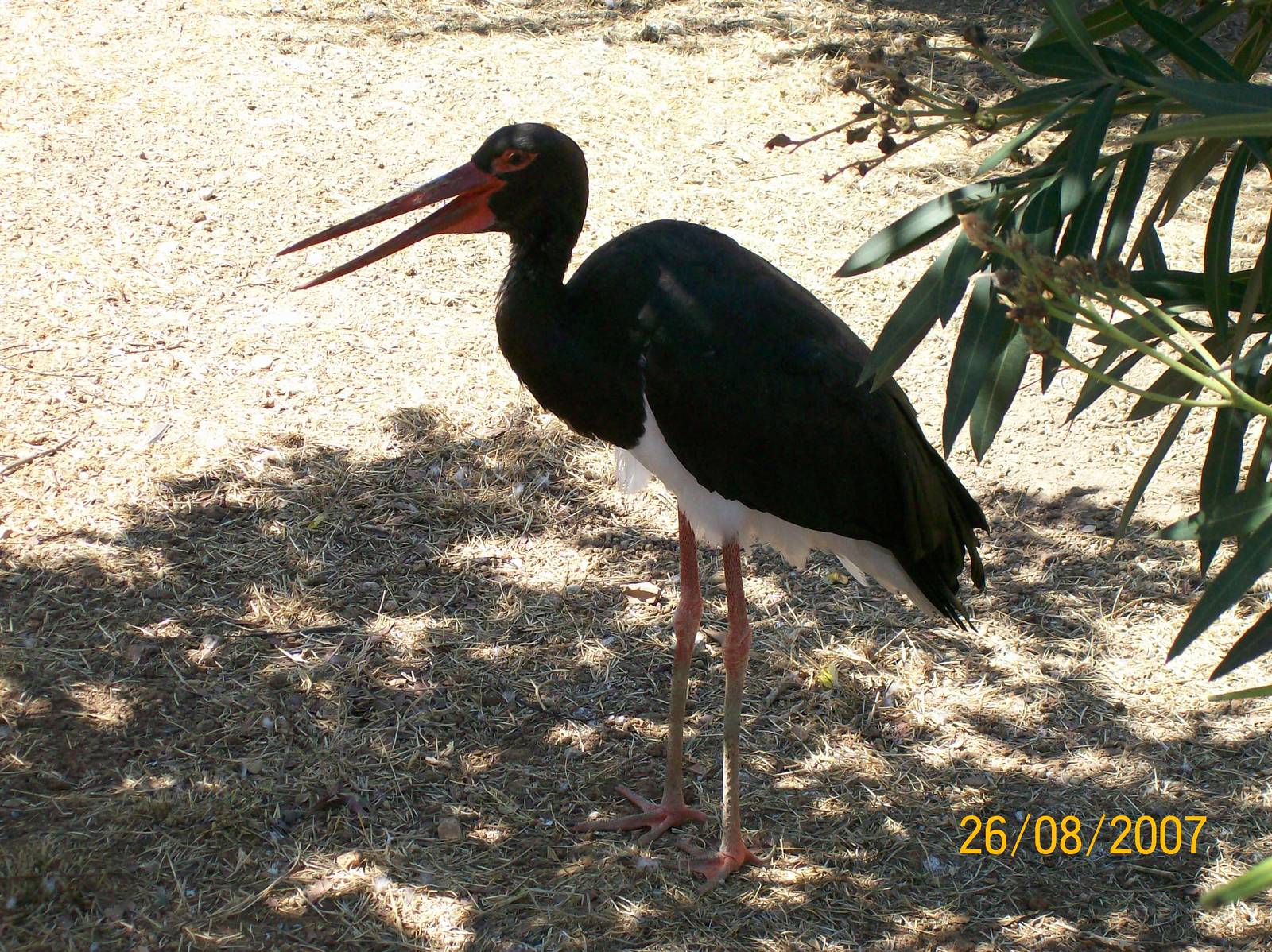 Black stork