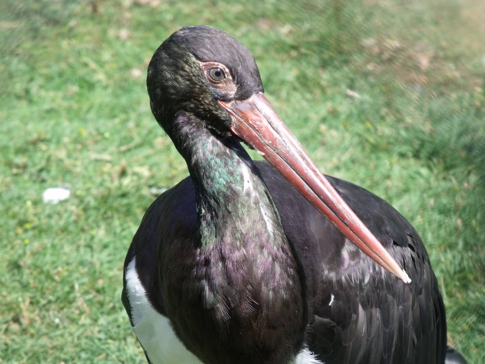 Black Stork