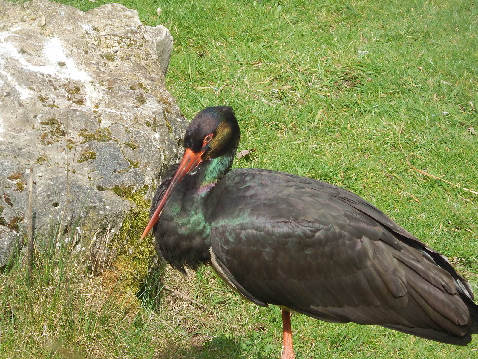 Black Stork