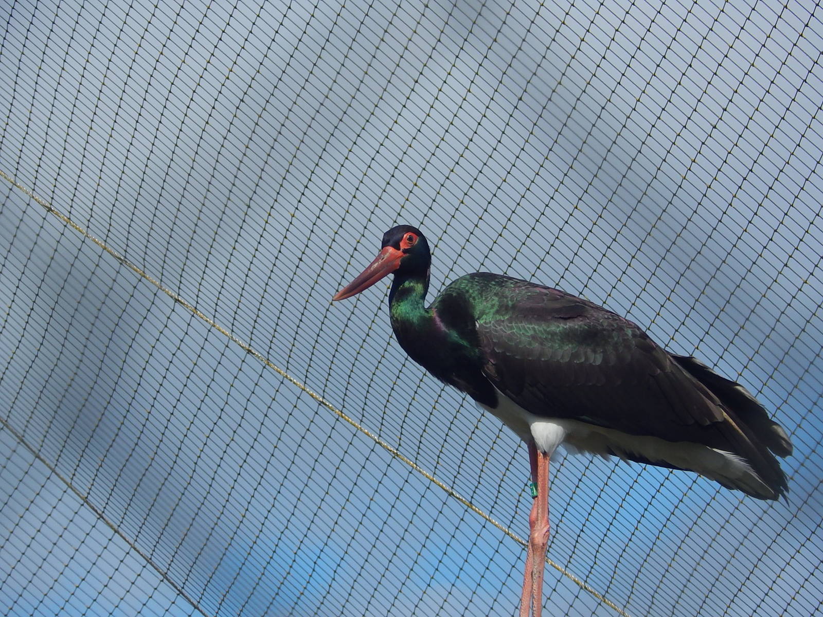 Black Stork
