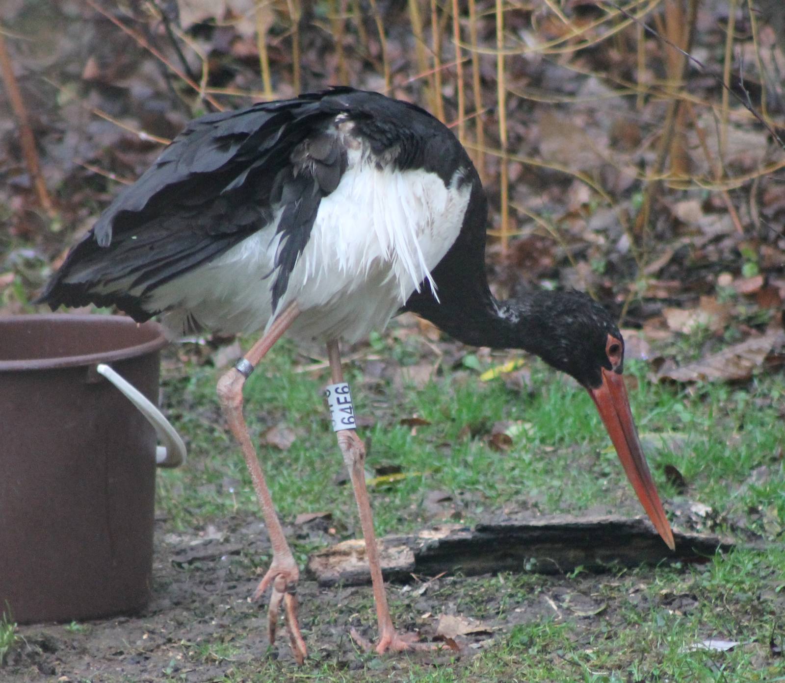 Black stork