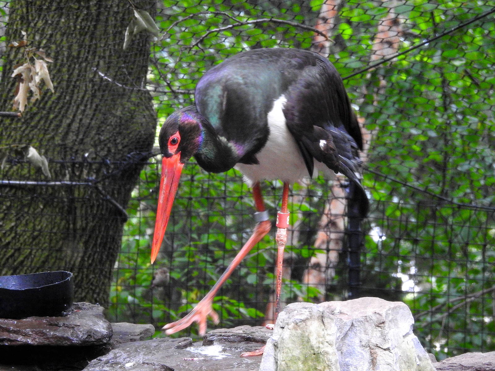 Black Stork