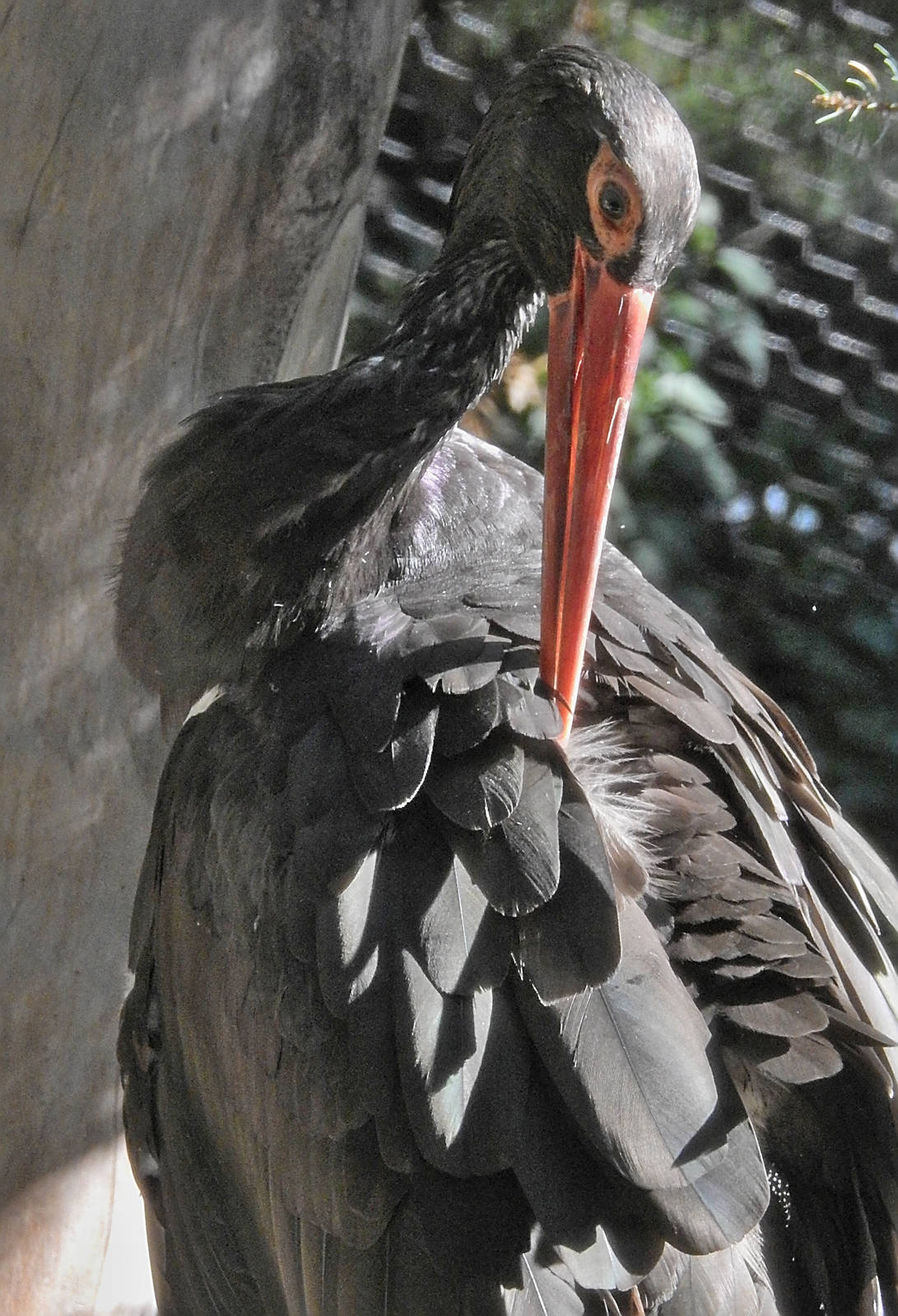 Black Stork