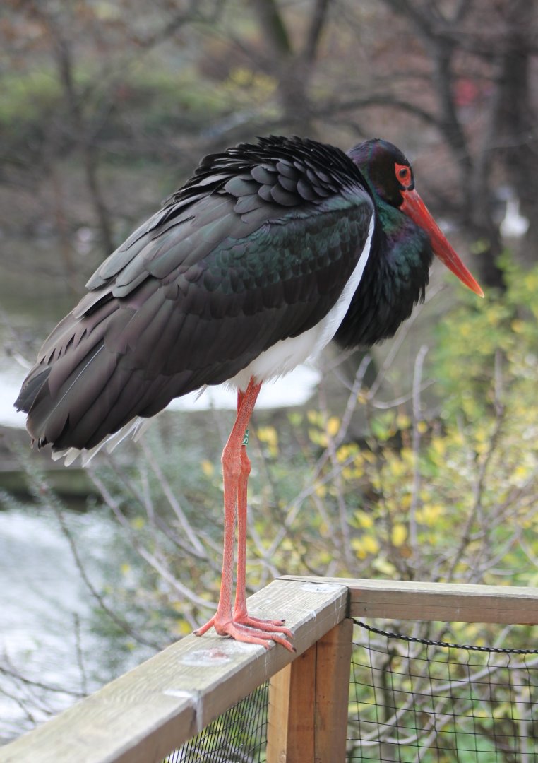 Black stork