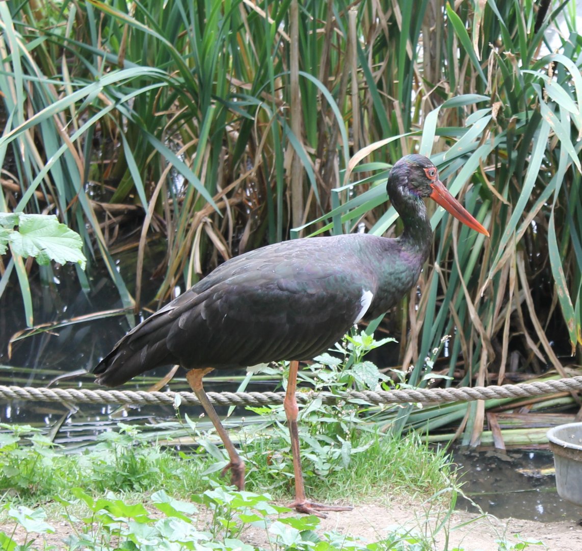 Black stork