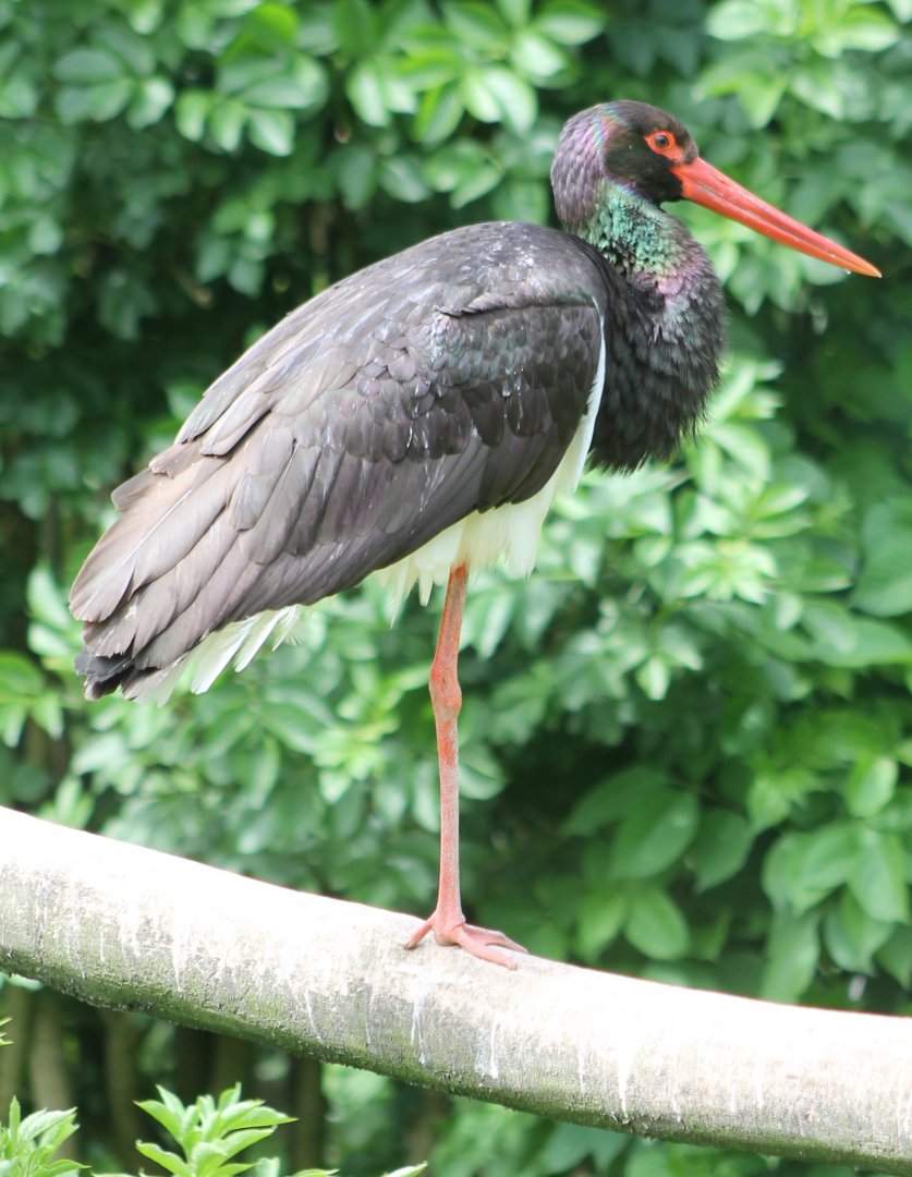 Black stork