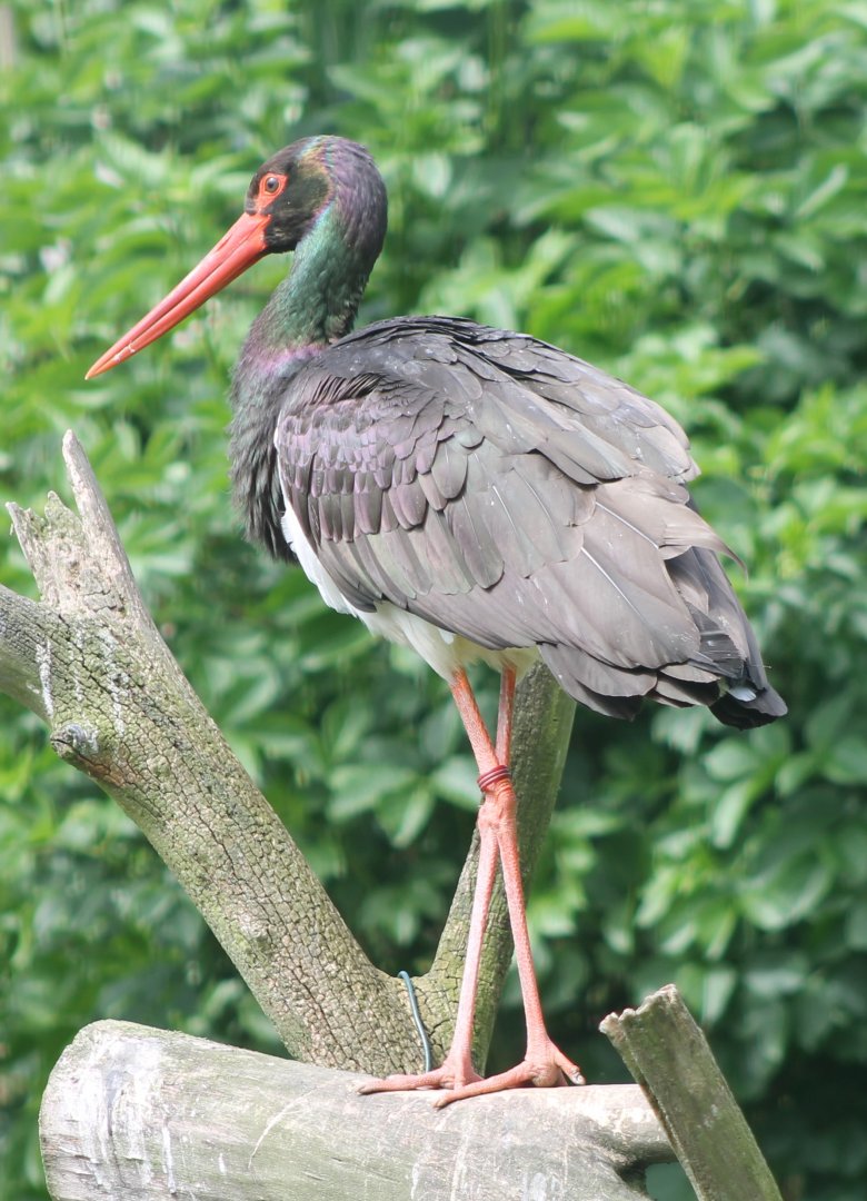 Black stork