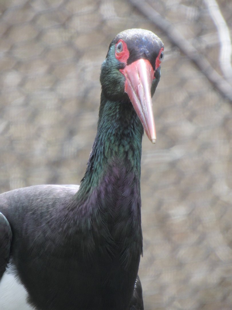 Black stork