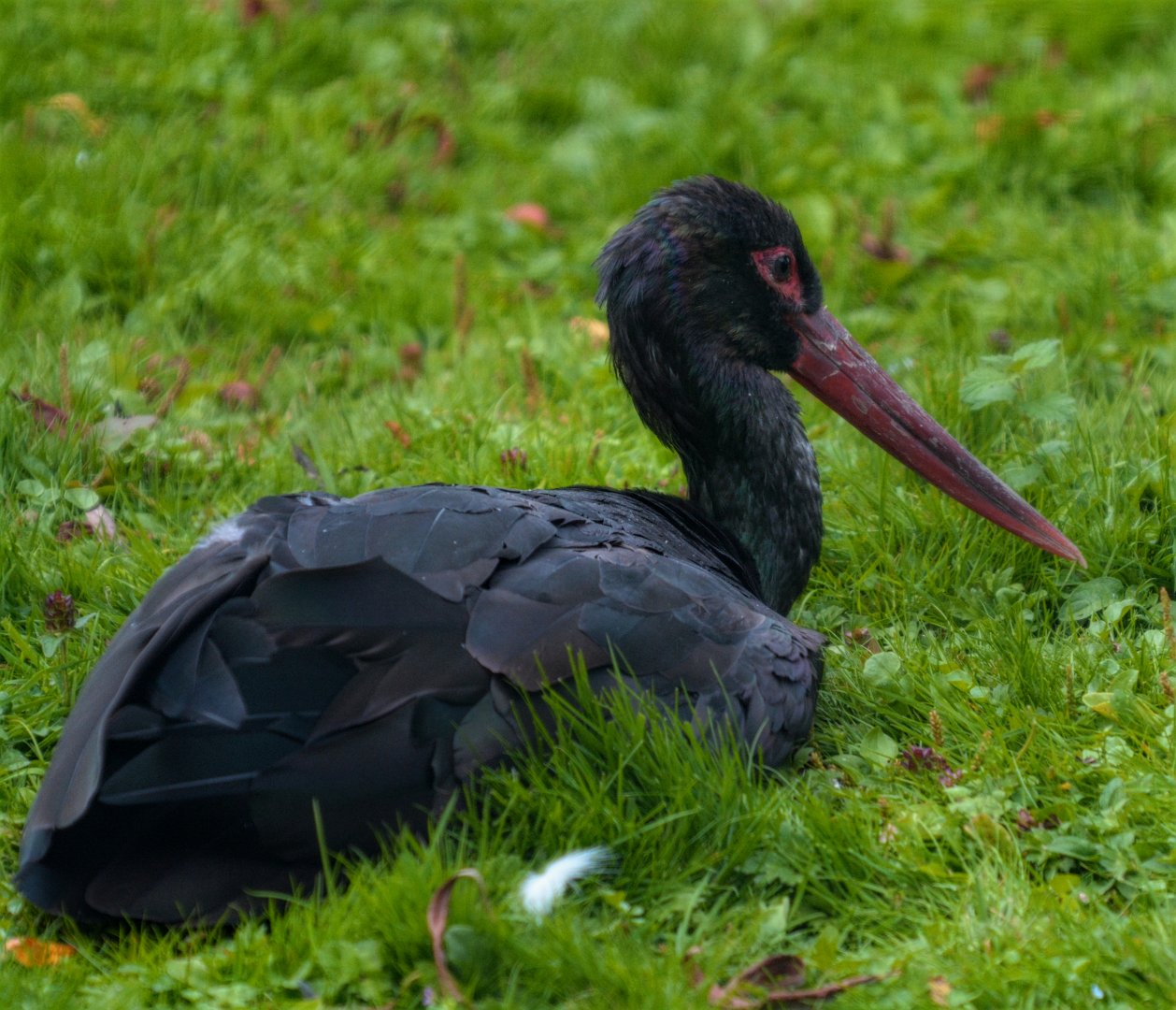 Black Stork