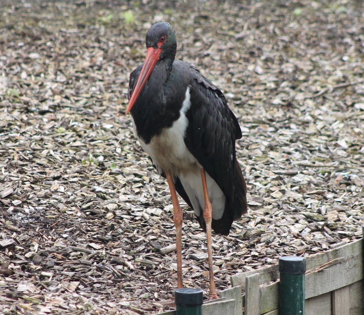 Black stork