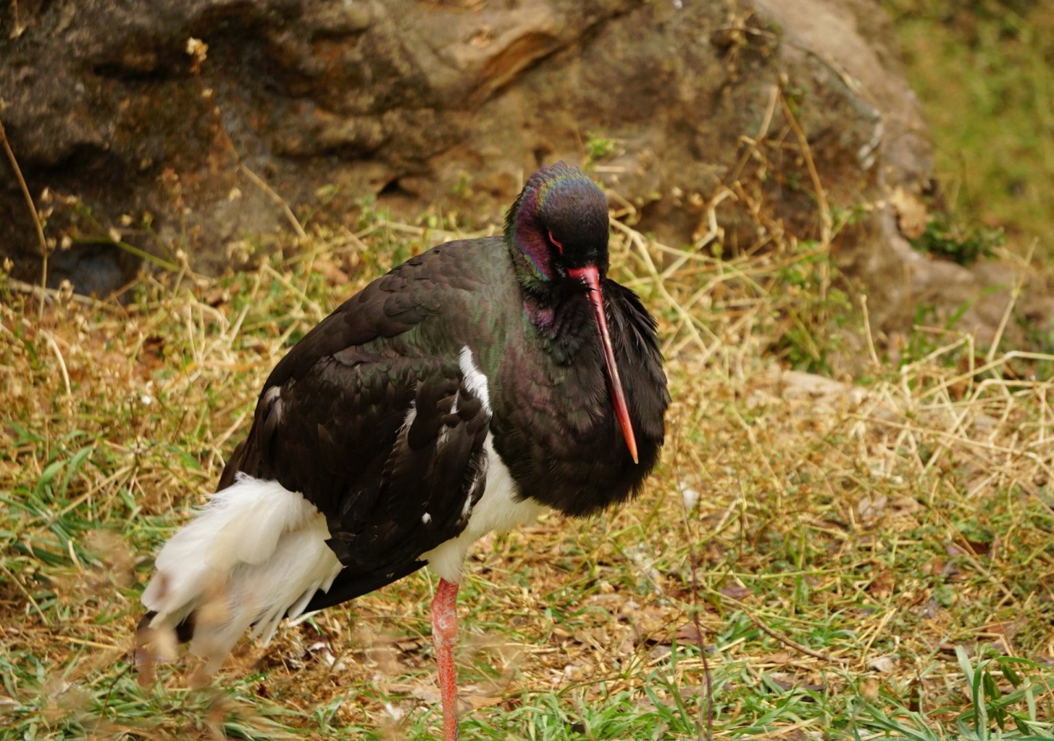 Black stork