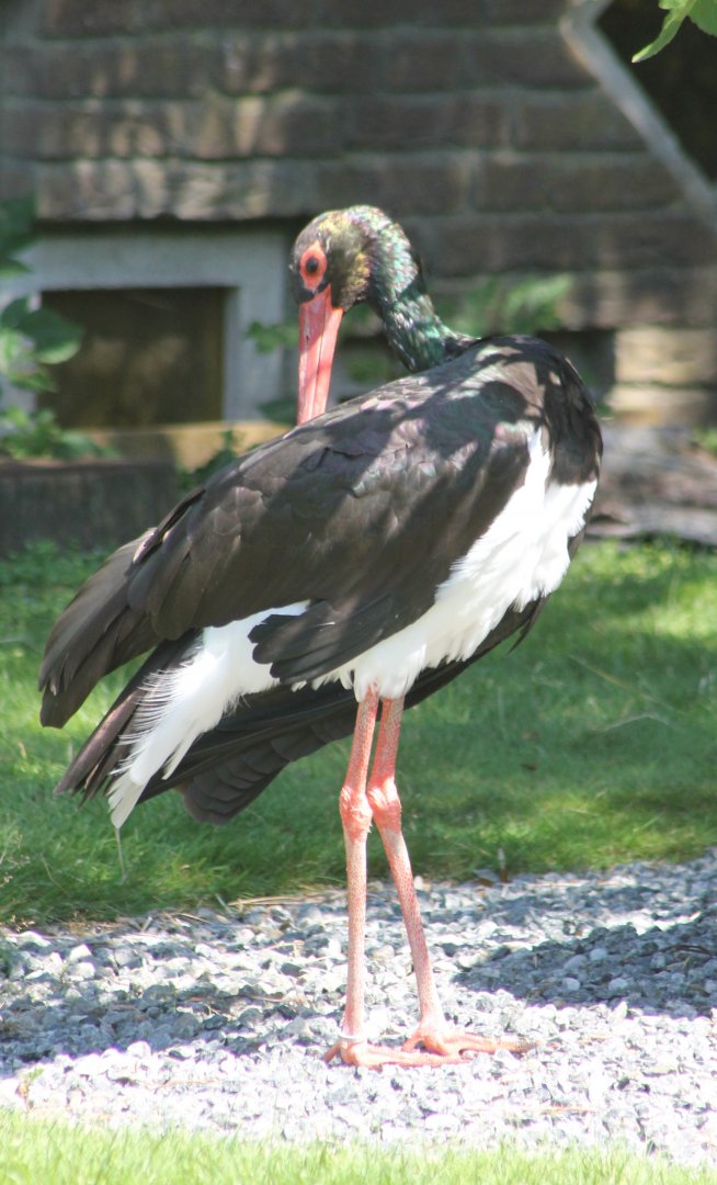 Black stork