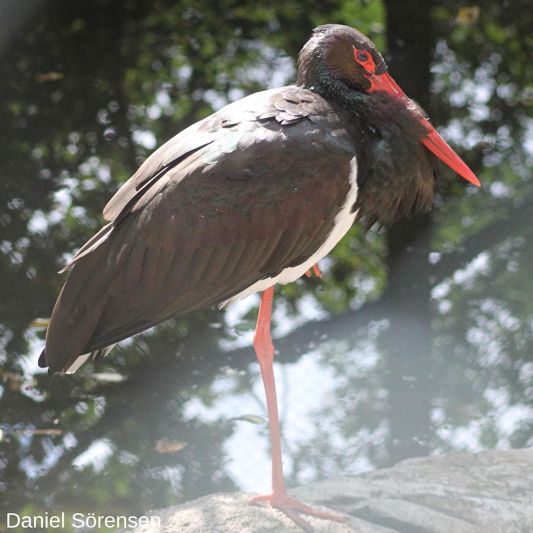 Black stork