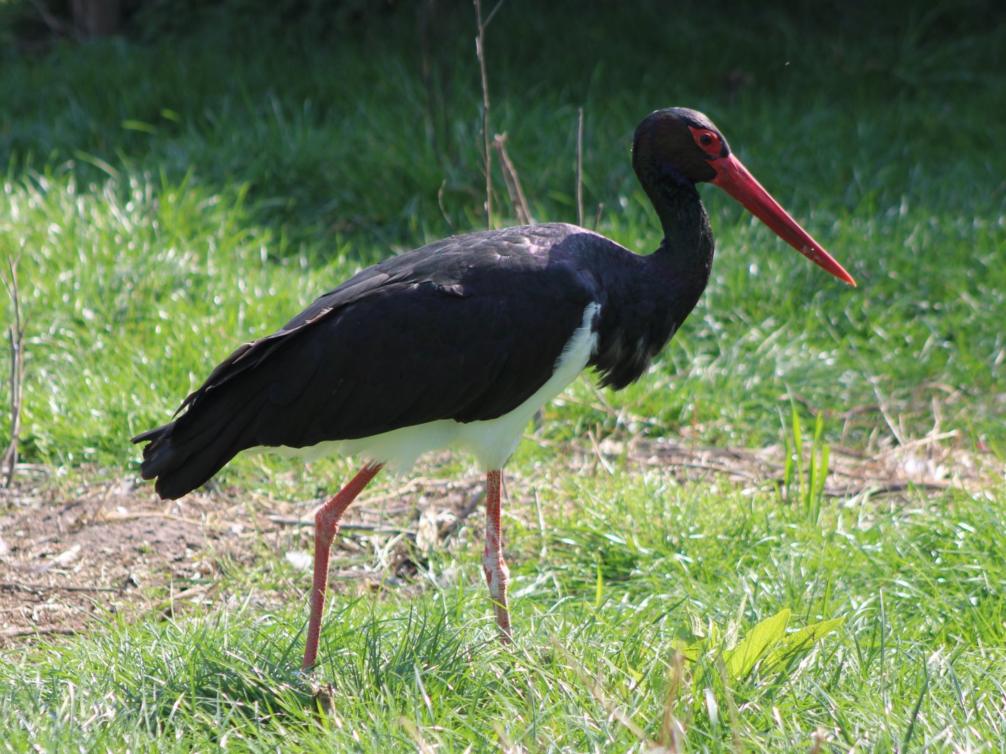 Black stork