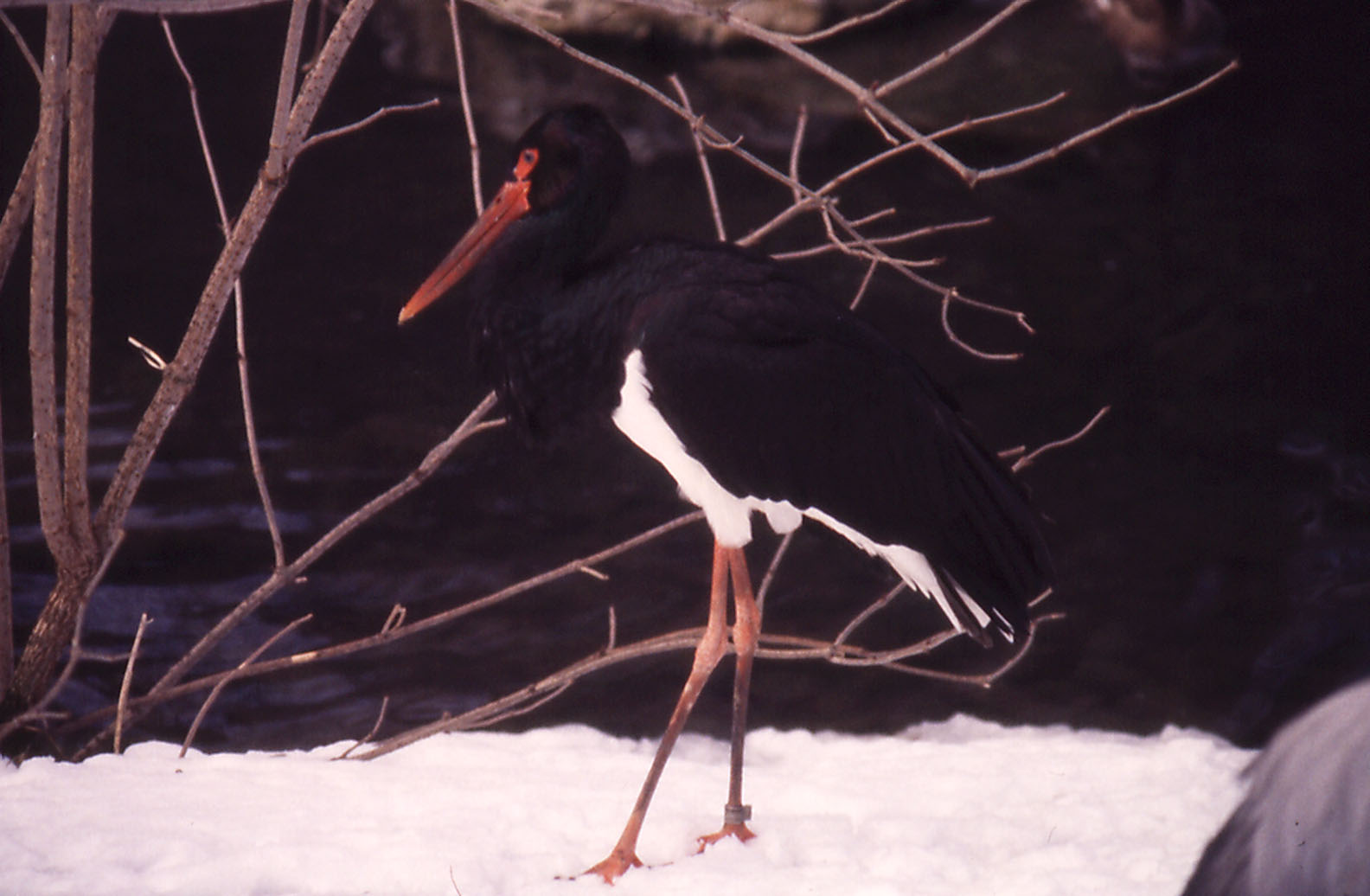Black Stork