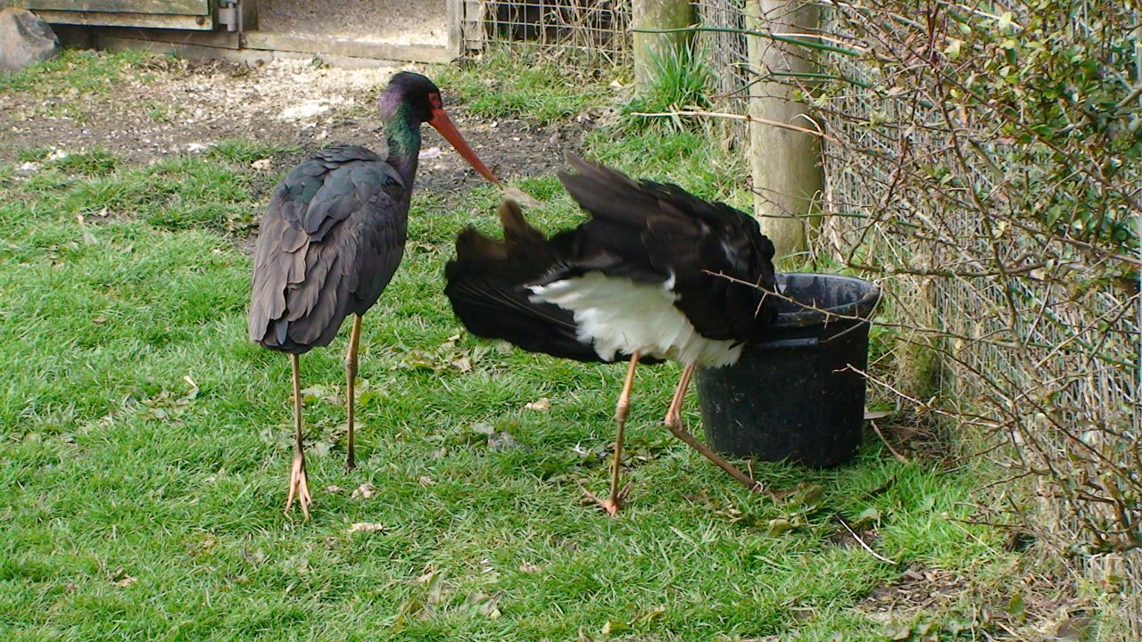 Black Stork