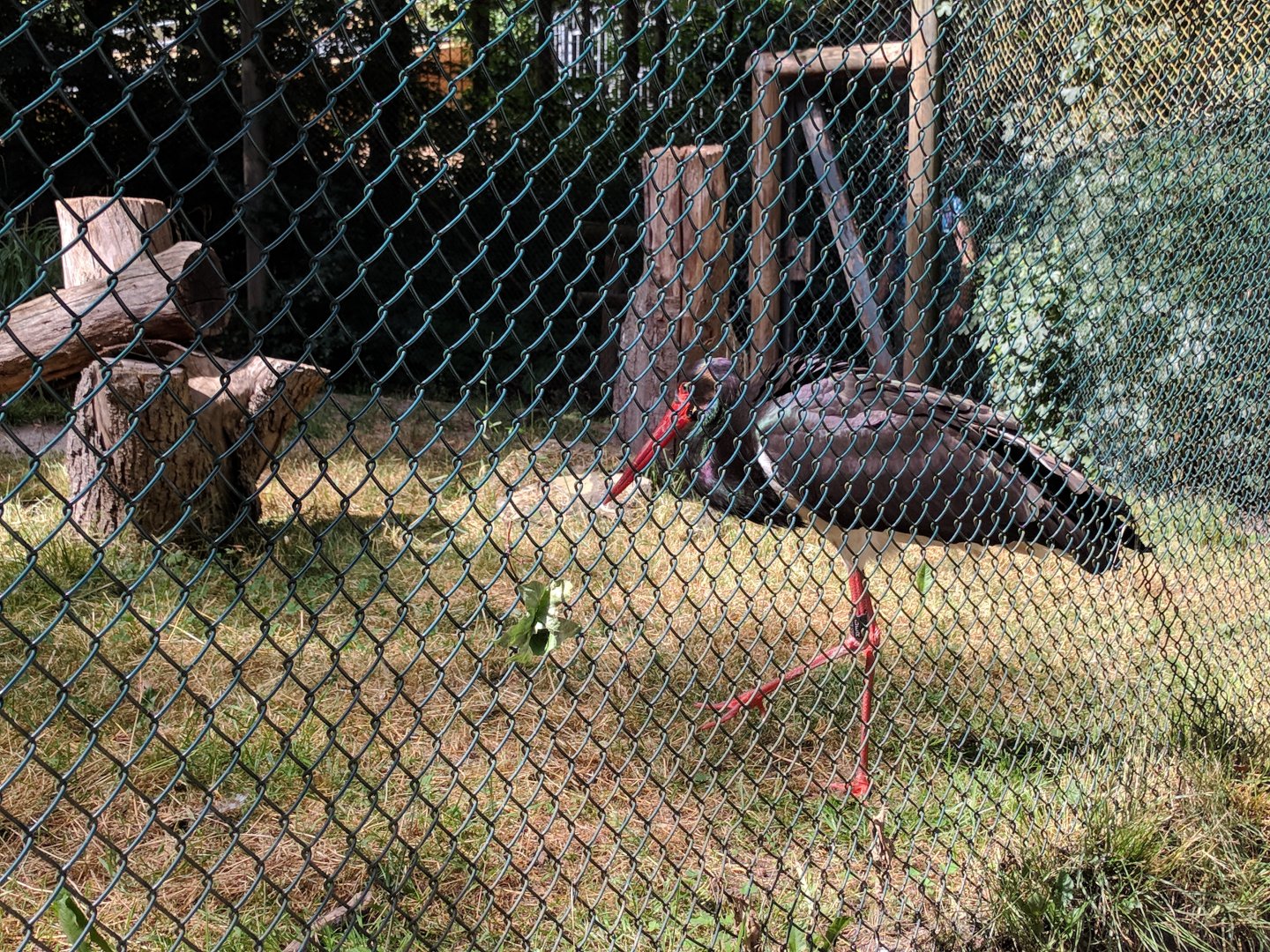 Black Stork