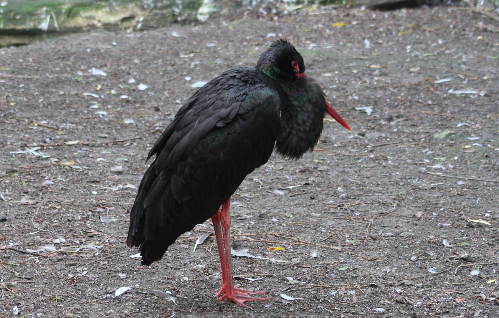 Black stork