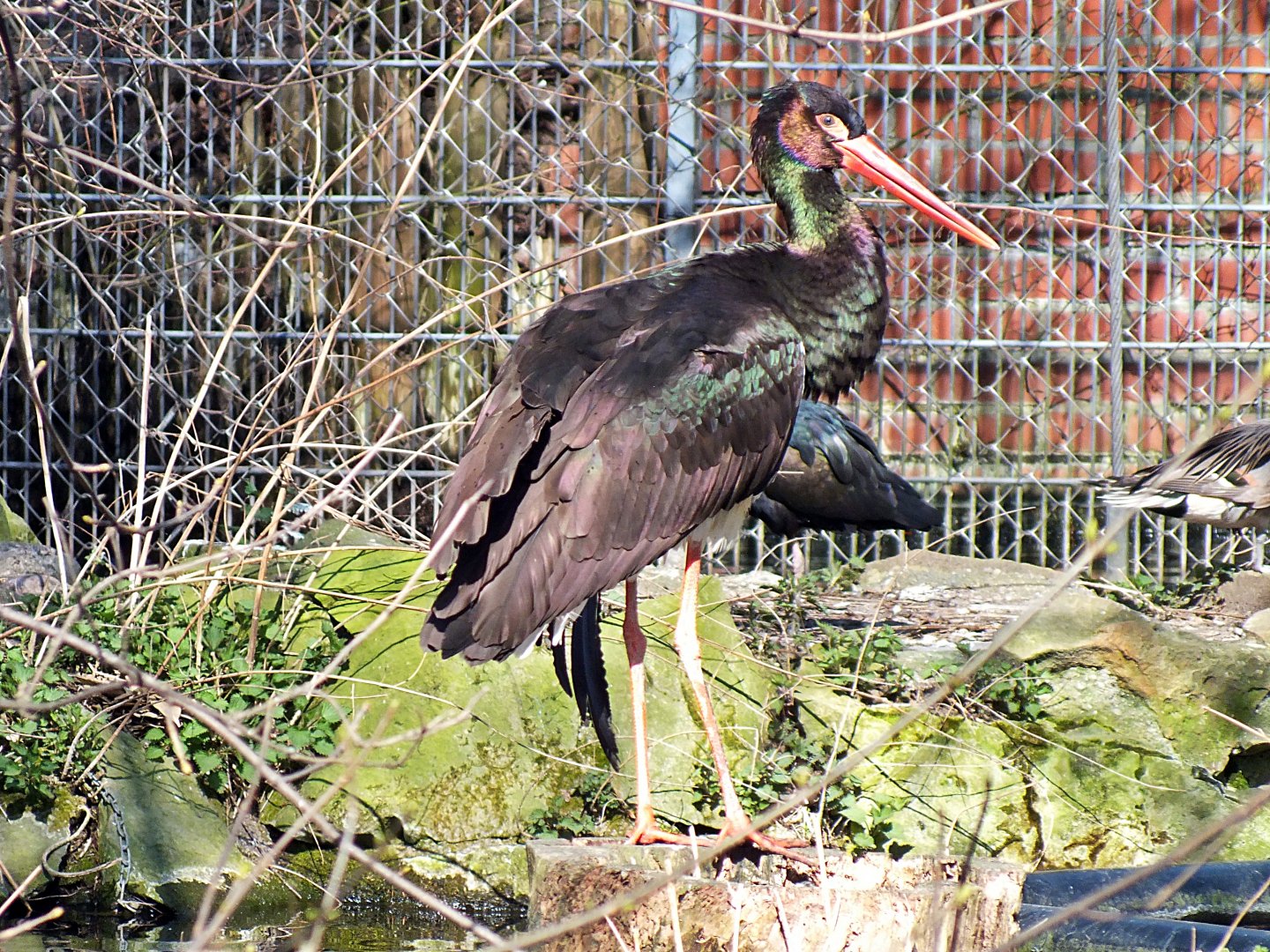 Black stork