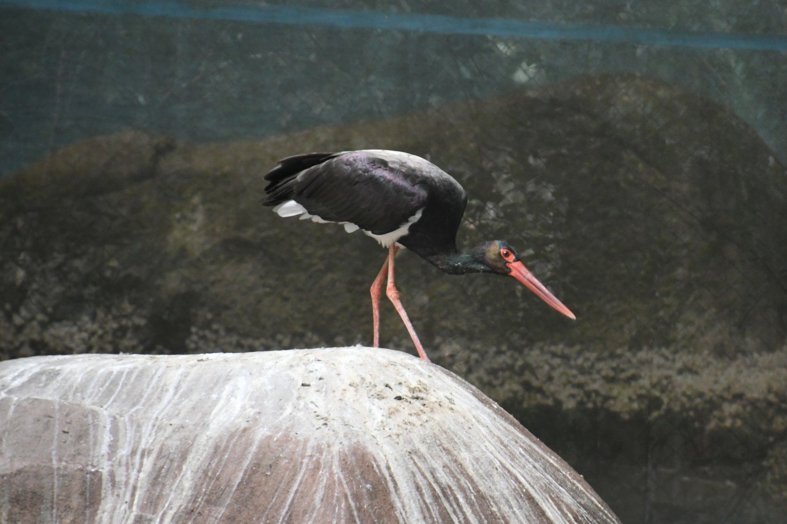 Black Stork