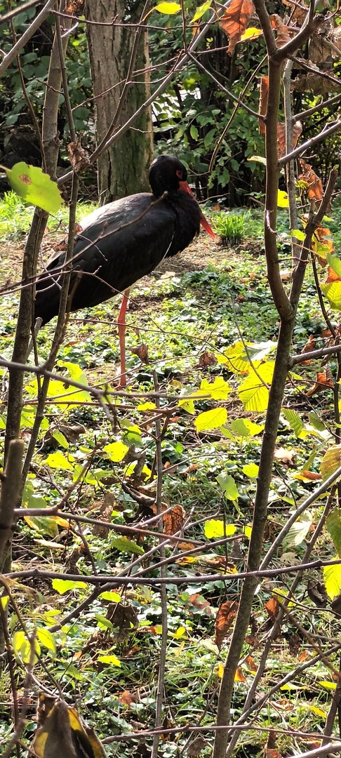 Black Stork