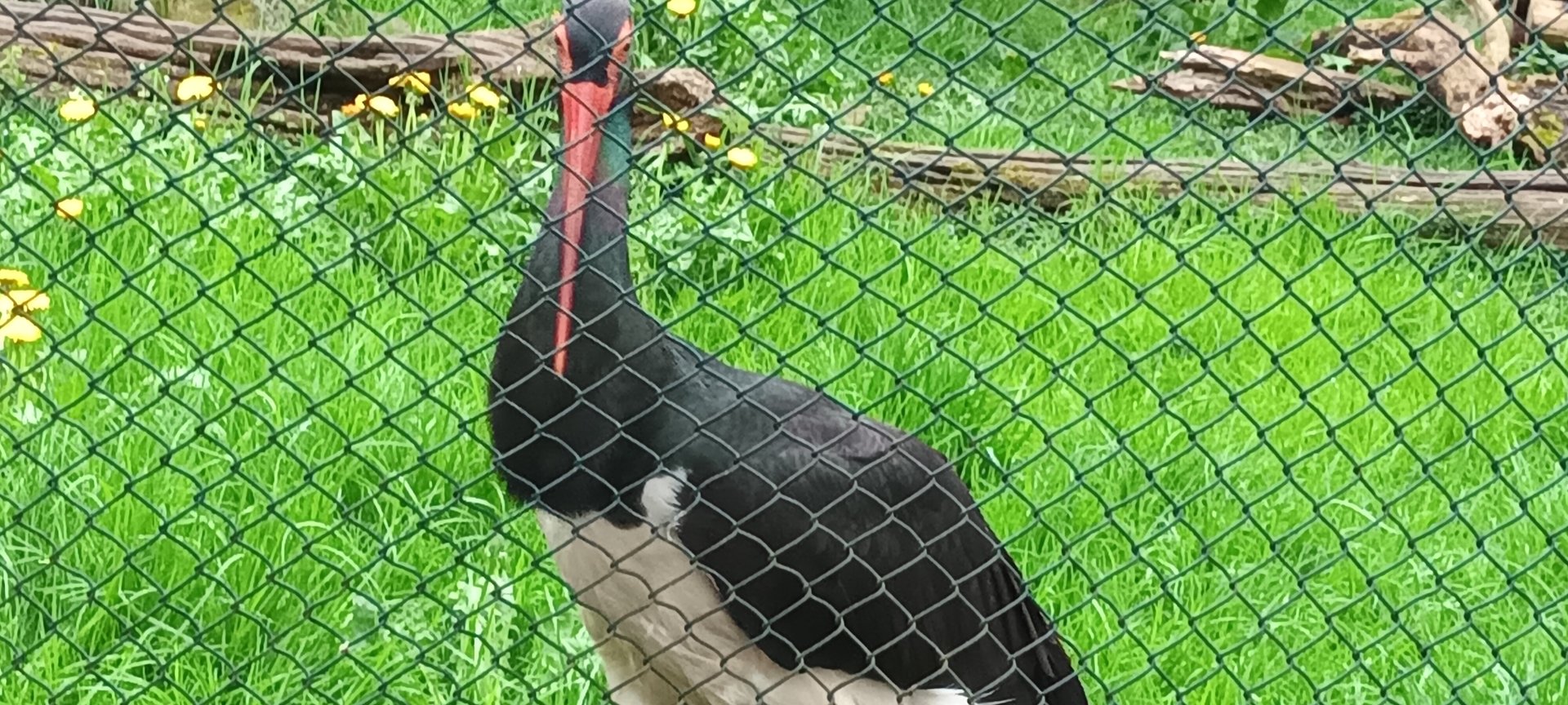 Black Stork