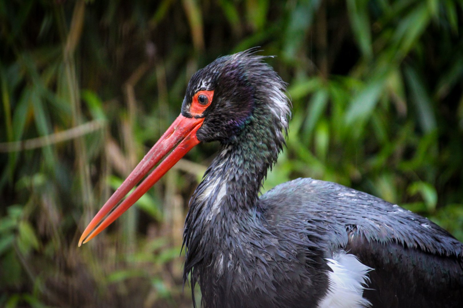 Black Stork