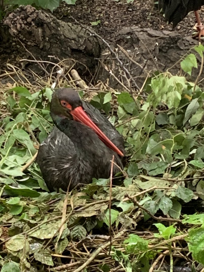Black stork