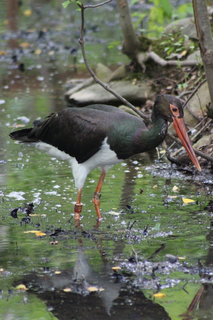 Black Stork?
