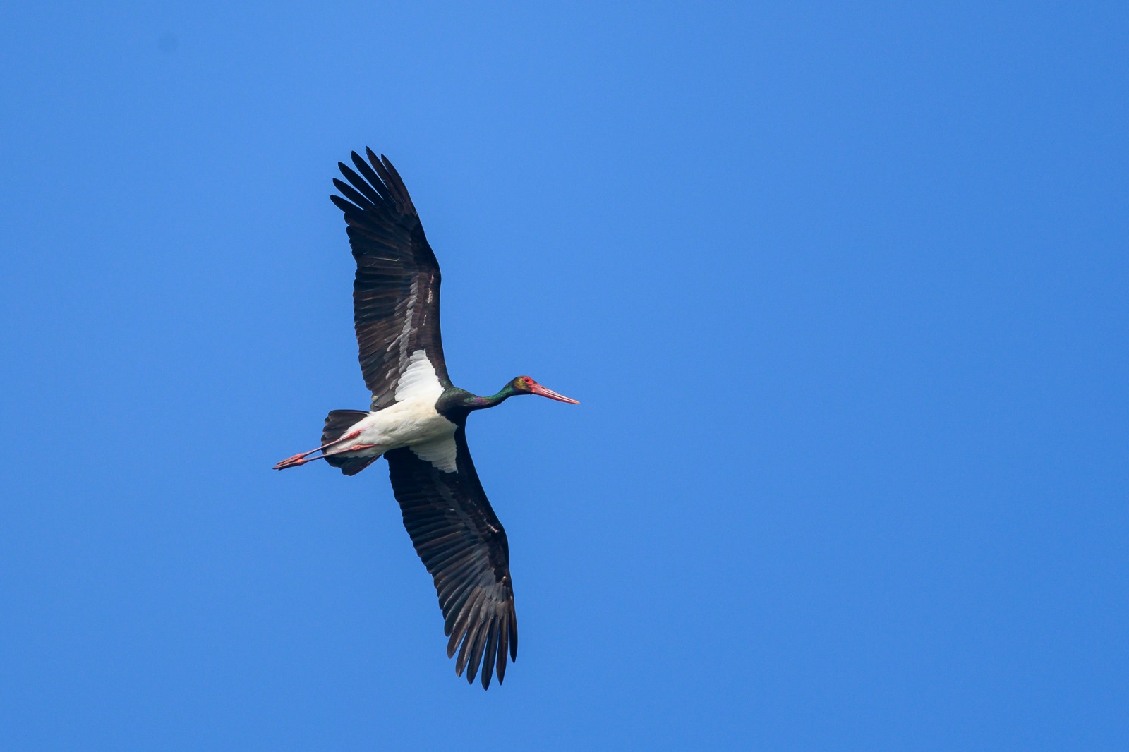 Black stork